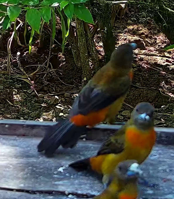 Passerini's Tanager