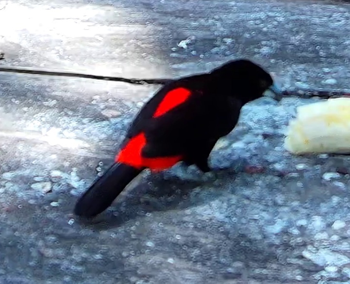 Flame-rumped Tanager