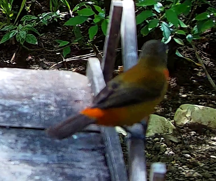 Orange-billed sparrow