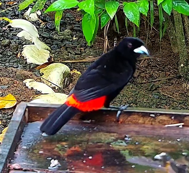 Cherrie's tanager