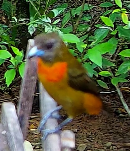 Orange-collared Tanager