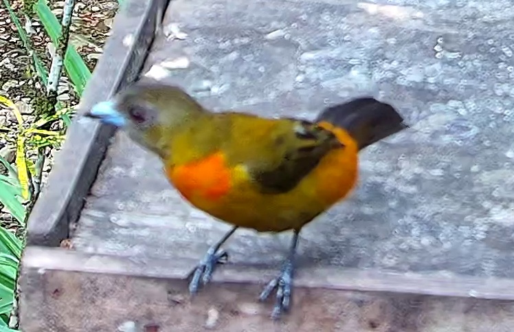 Flame-rumped Tanager