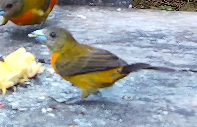 Flame-rumped Tanager