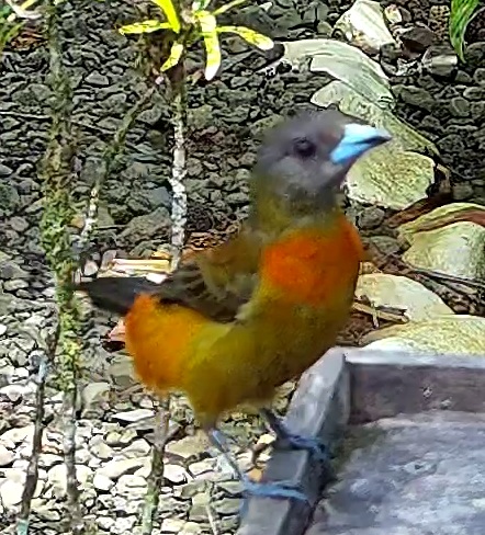 Flame-rumped Tanager