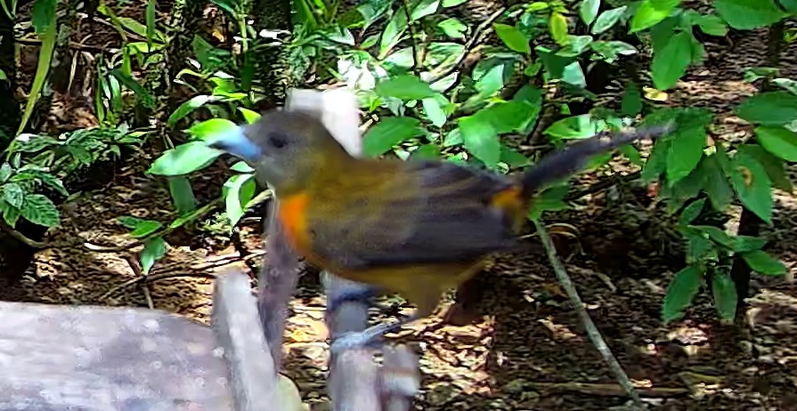 Flame-rumped Tanager