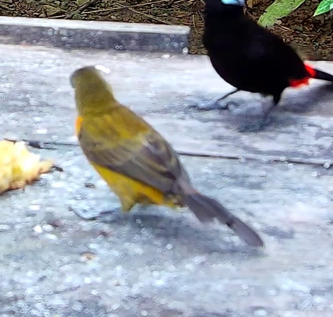 Flame-rumped Tanager