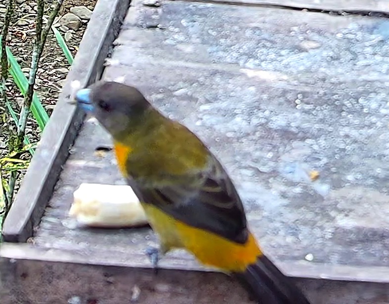 Flame-rumped Tanager