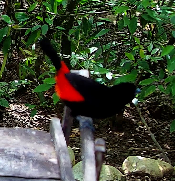 Flame-rumped Tanager