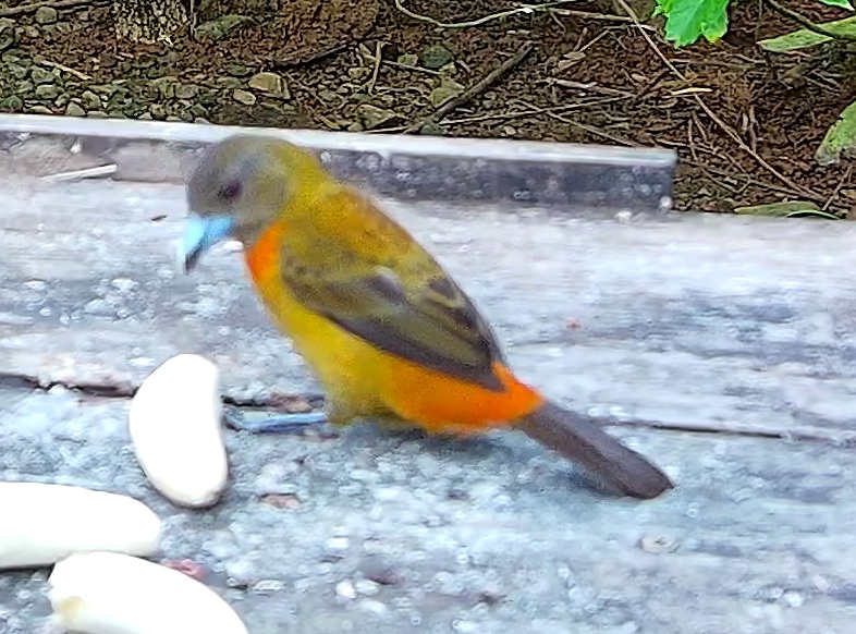 Flame-rumped Tanager