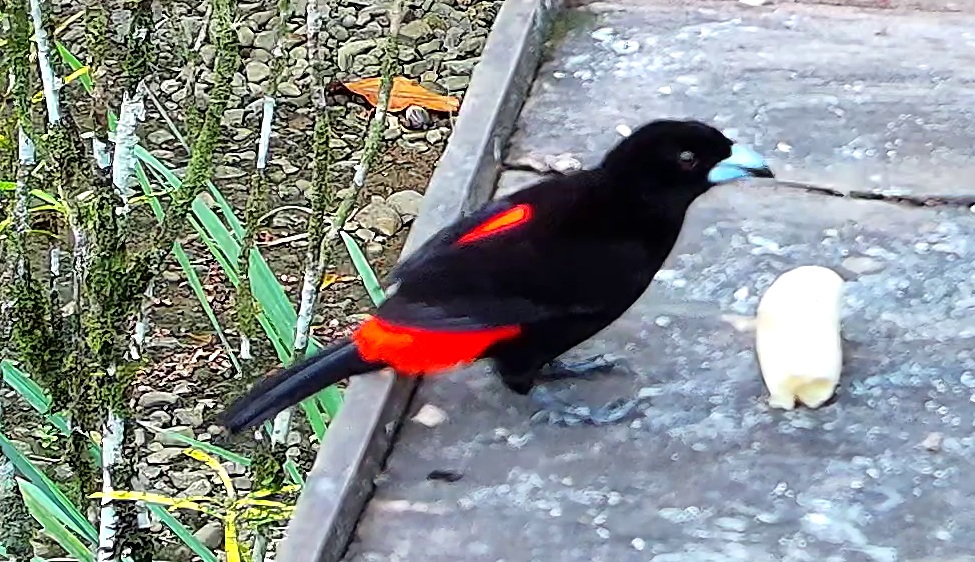 Scarlet-rumped Tanager