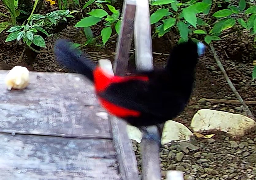Crimson-collared tanager