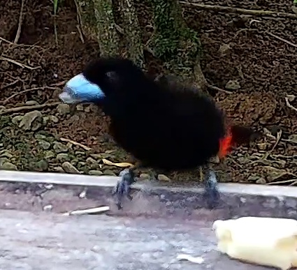 Scarlet-rumped Tanager