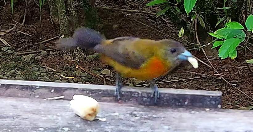 Flame-rumped Tanager