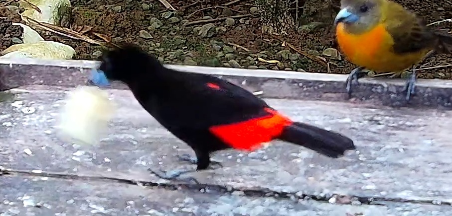 Flame-rumped Tanager