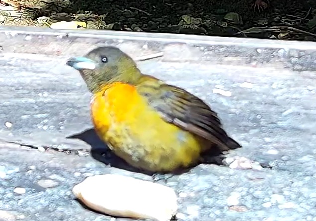 Flame-rumped Tanager