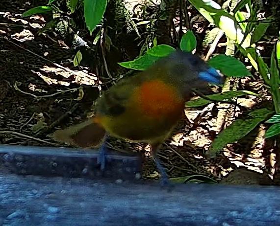 Orange-chinned Parakeet