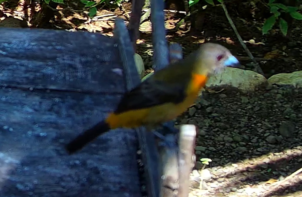 Flame-rumped Tanager