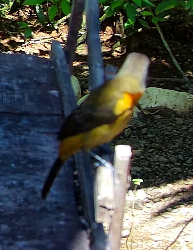 Orange-billed sparrow