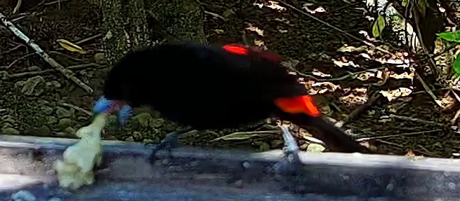 Scarlet-rumped Tanager