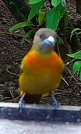 Flame-rumped Tanager