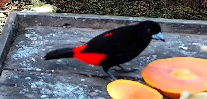 Scarlet-rumped Tanager