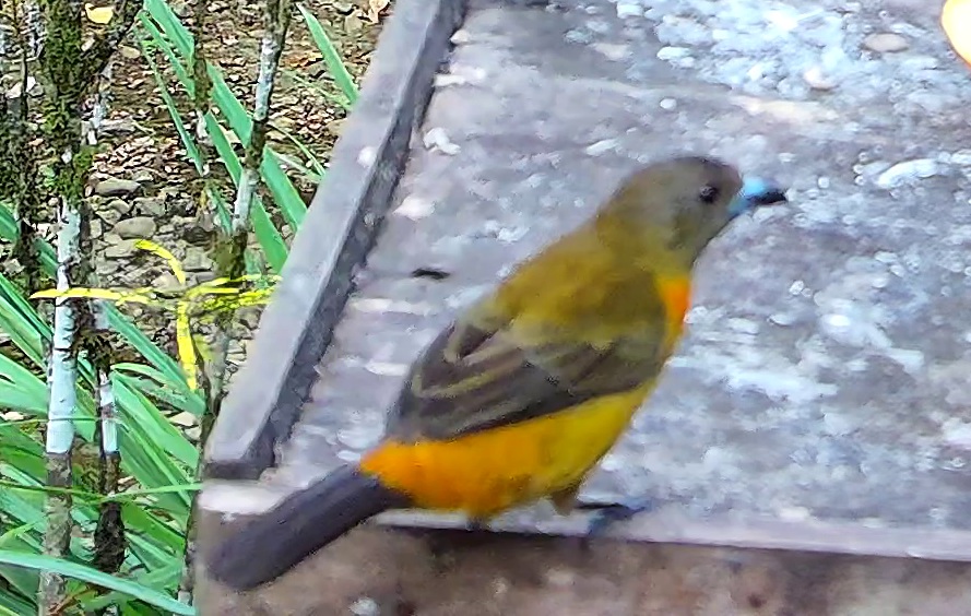Flame-rumped Tanager