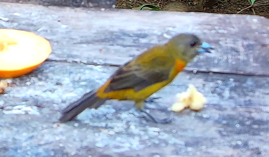Flame-rumped Tanager