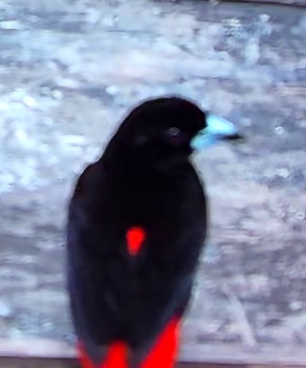 Flame-rumped Tanager