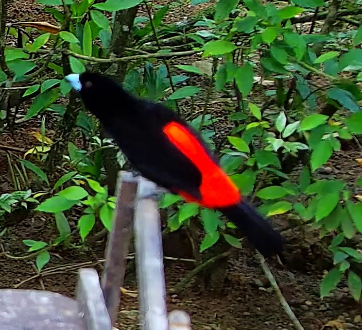 Scarlet-rumped Tanager