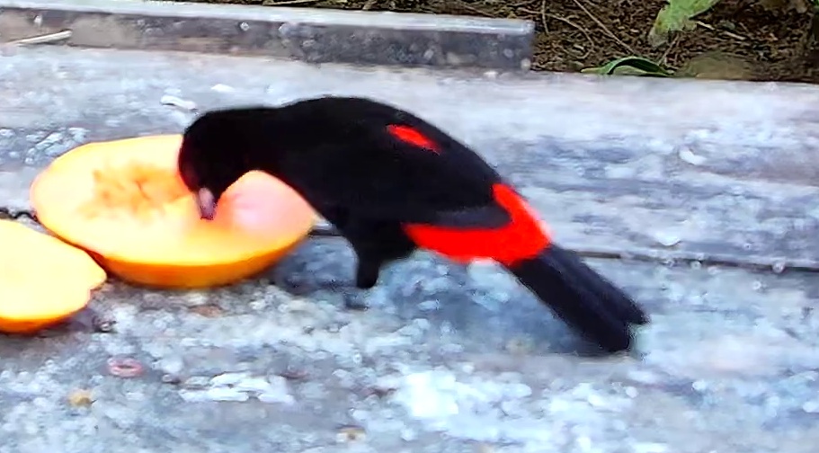 Cherrie's tanager