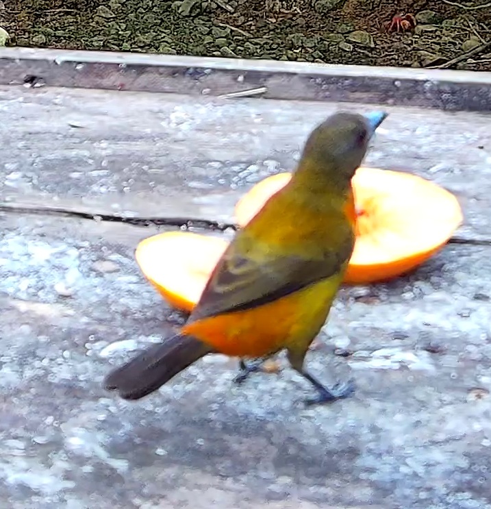 Flame-rumped Tanager