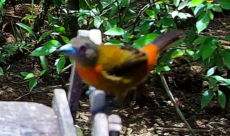 Flame-rumped Tanager