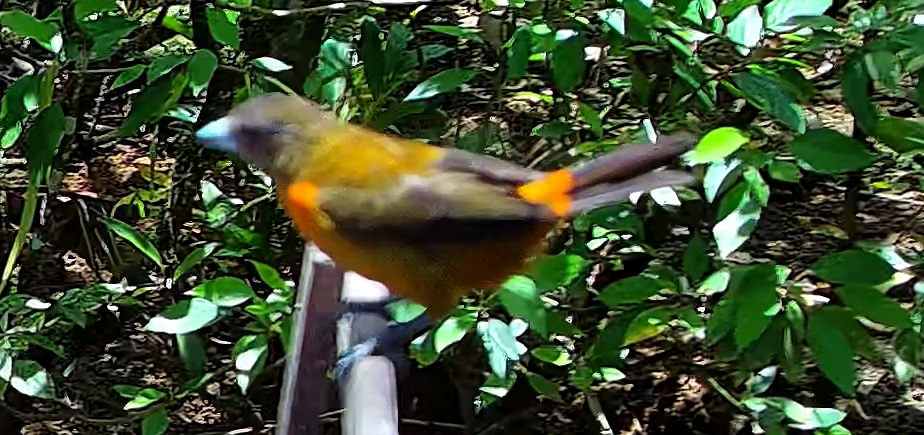 Flame-rumped Tanager