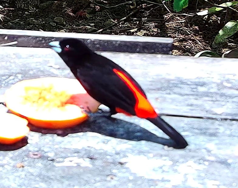 Scarlet-rumped Tanager