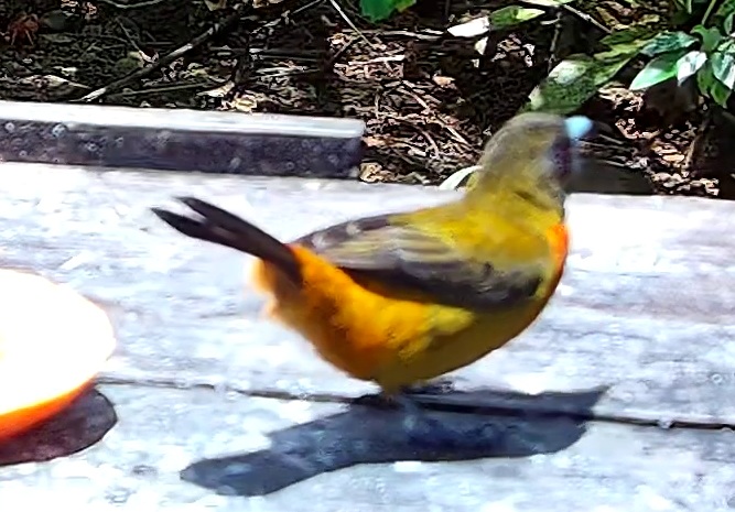 Flame-rumped Tanager