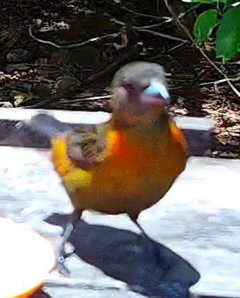 Flame-rumped Tanager