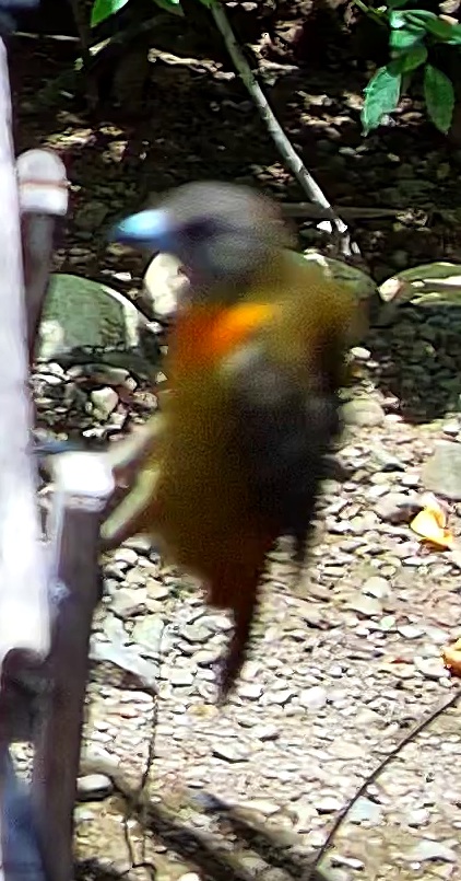 Flame-rumped Tanager