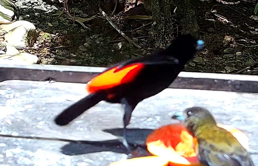 Flame-rumped Tanager