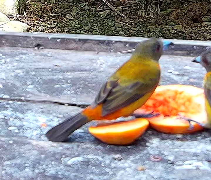 Flame-rumped Tanager