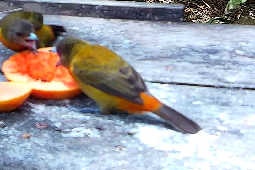 Flame-rumped Tanager