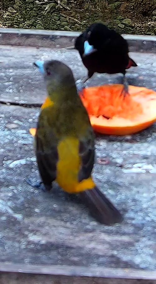 Scarlet-rumped Tanager