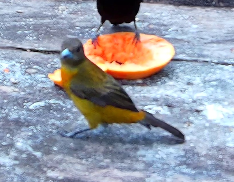 Flame-rumped Tanager