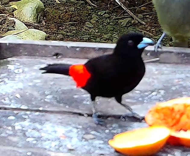 Flame-rumped Tanager