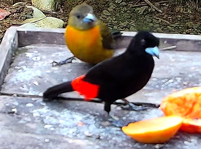 Scarlet-rumped Tanager