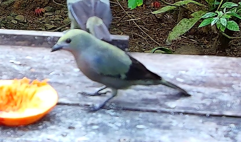 Palm tanager