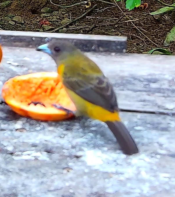 Flame-rumped Tanager