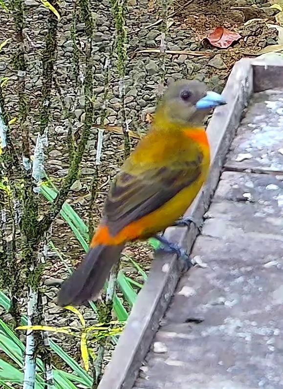 Flame-rumped Tanager