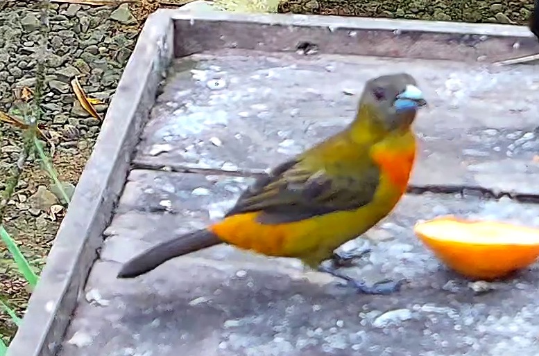 Flame-rumped Tanager