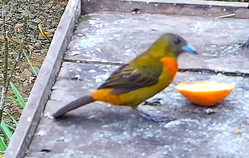 Flame-rumped Tanager