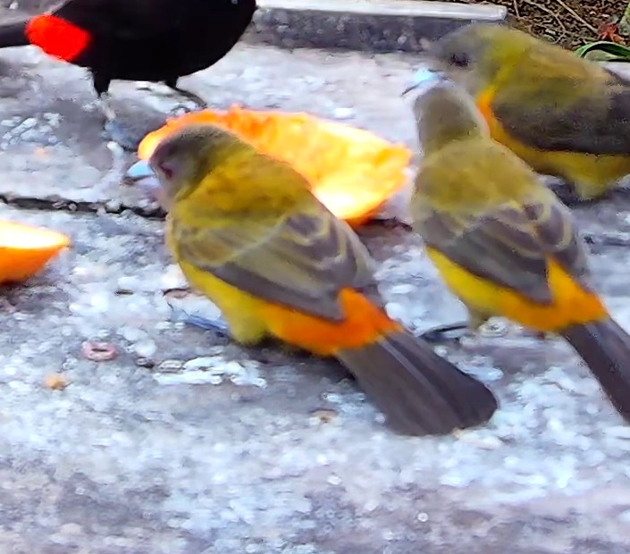 Crimson-backed tanager